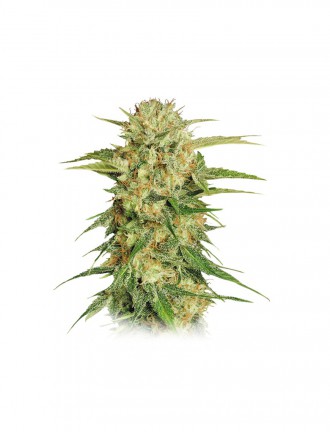 Candy Haze Autoflowering