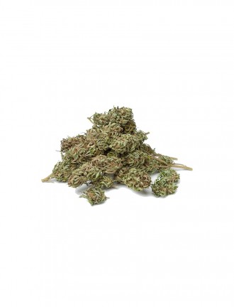 Candy Haze Autoflowering