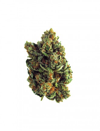 Budzilla Strain Cannabis