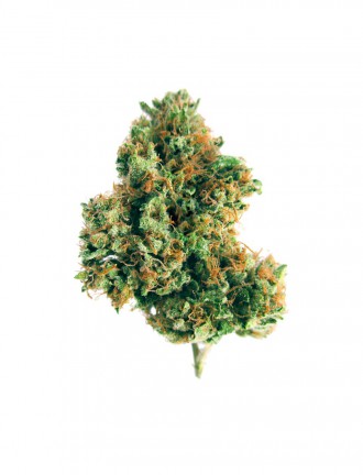 Budzilla Strain Cannabis